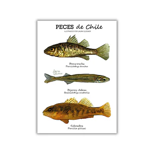 Lámina Peces de Chile A4 Papel Fotográfico 