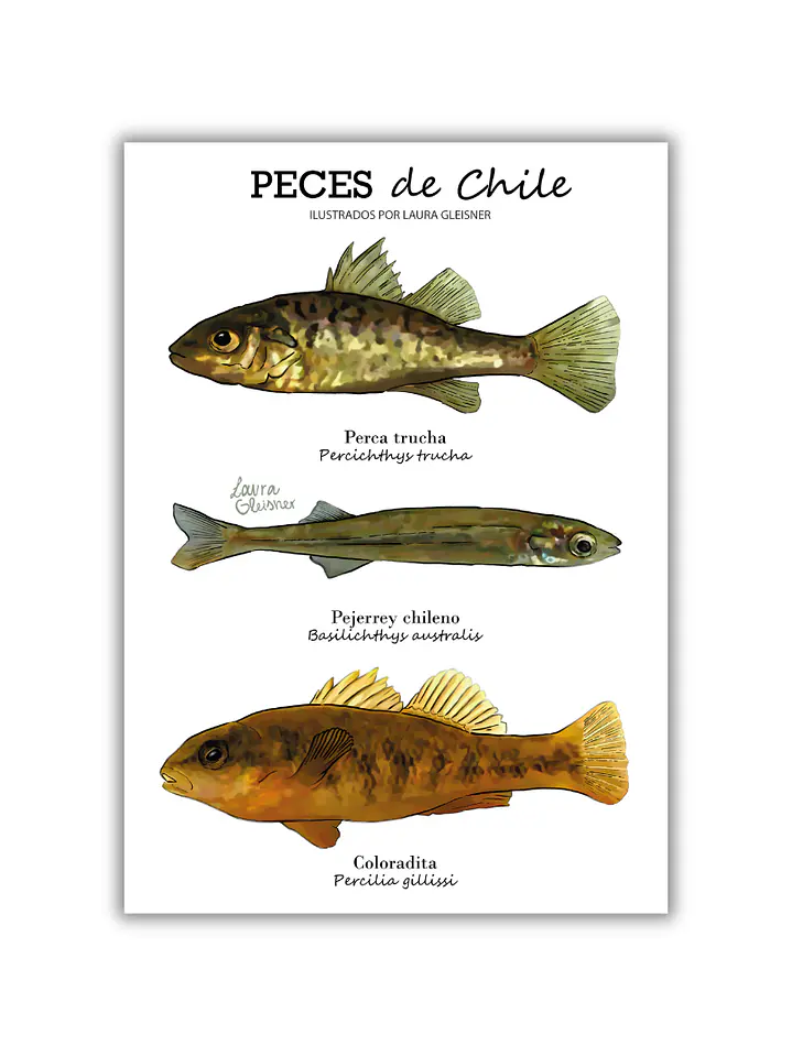Lámina Peces de Chile A4 Papel Fotográfico  1