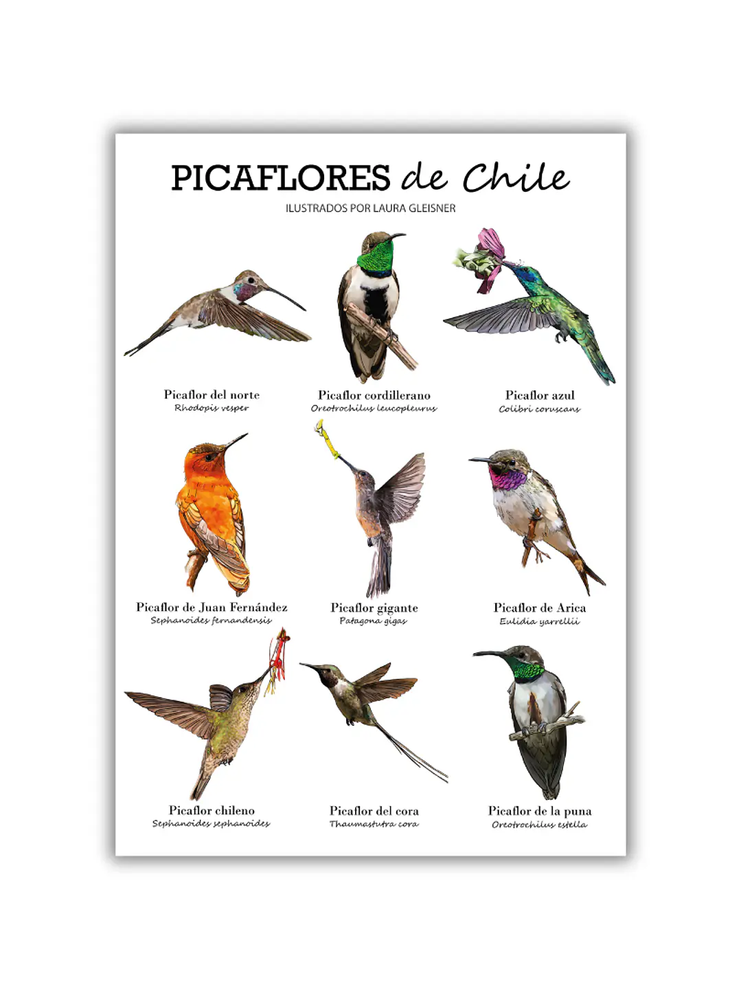 Lámina Picaflores de Chile A4 Papel Fotográfico  1