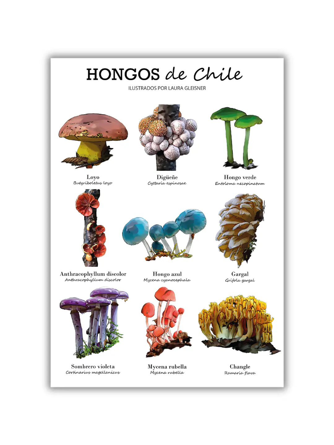 Lámina Hongos de Chile A4 Papel Fotográfico  1