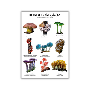 Lámina Hongos de Chile A4 Papel Fotográfico 