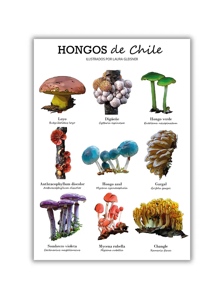 Lámina Hongos de Chile A4 Papel Fotográfico  1