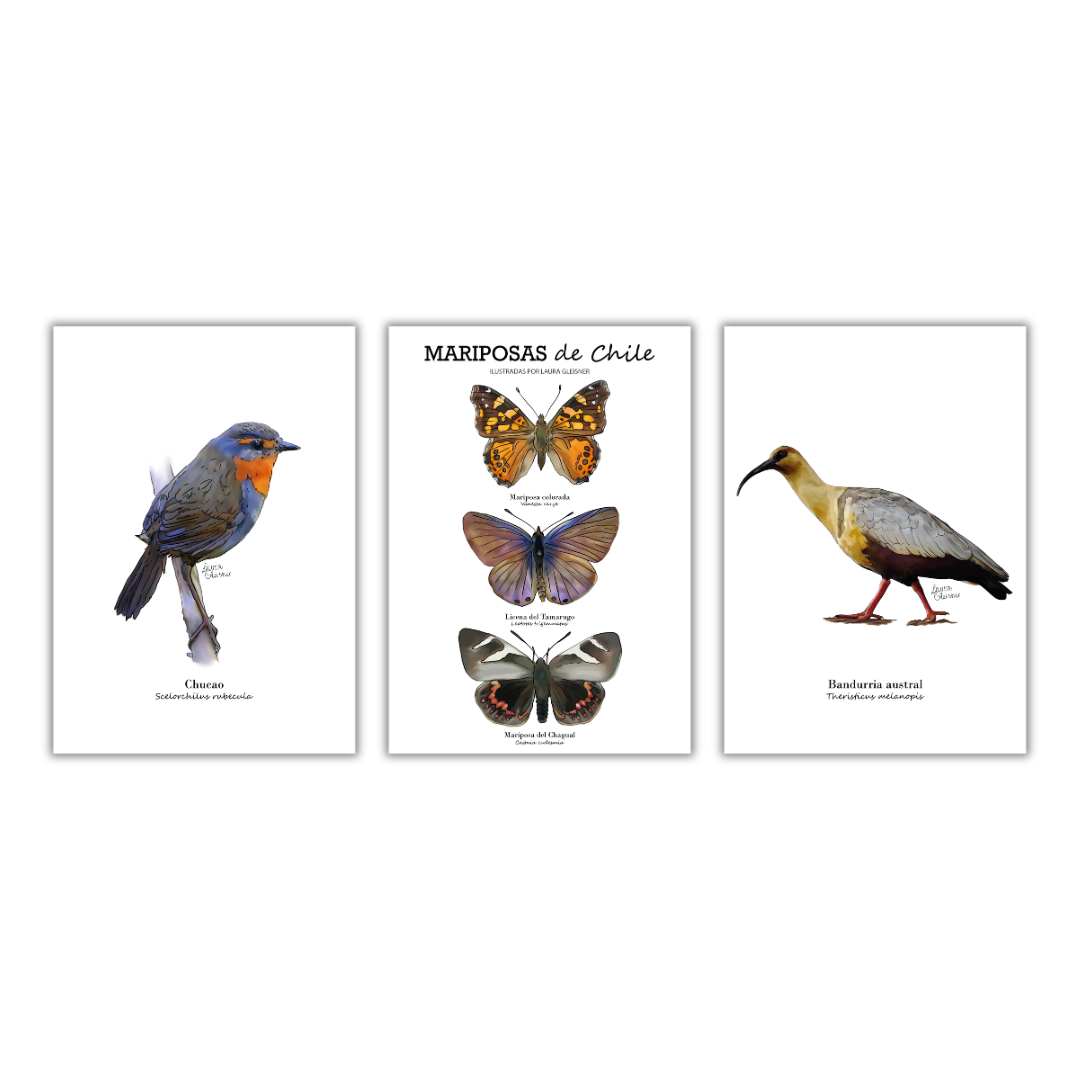 Pack 3 Láminas A4 (a elección)