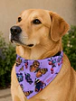 Bandana Perro Mariposas  - Miniatura 2