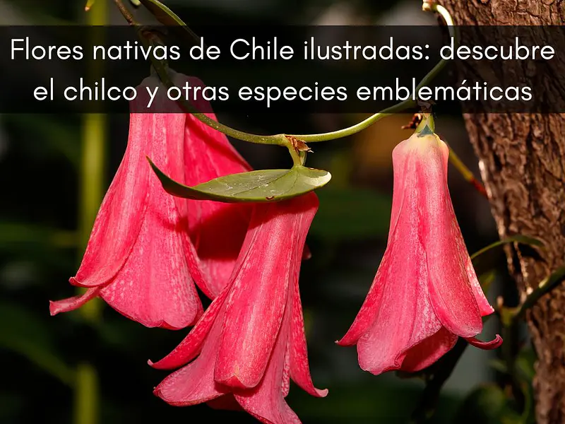 Flores nativas de Chile ilustradas: descubre el chilco y otras especies emblemáticas
