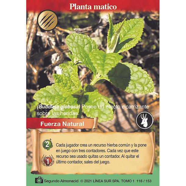 Planta matico- 116/153 | Edición Tomo I SELVA TCG