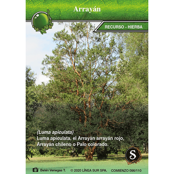 Arrayan- 096/110 | Edición Comienzo SELVA TCG