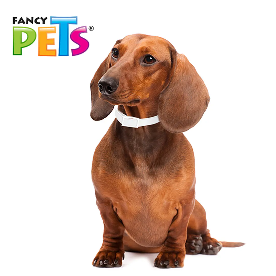 MS COLLAR ANTIPULGAS P/RAZAS CHICAS Y CACHORROS (39 CM) 2