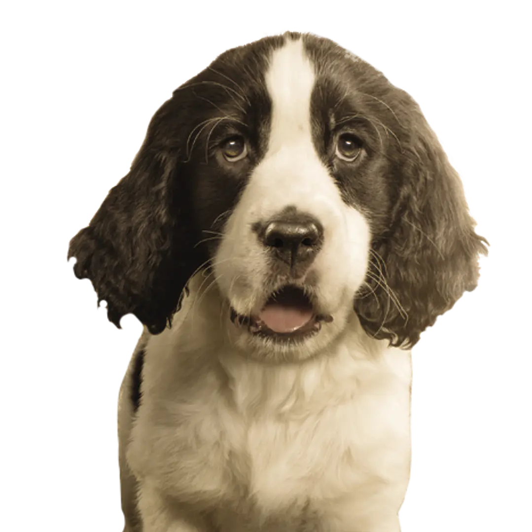 FULL TRUST CACHORRO RAZA GRANDE 20 KG 5