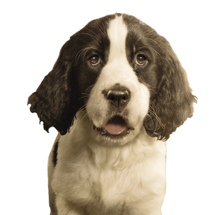 FULL TRUST CACHORRO RAZA GRANDE 20 KG 5