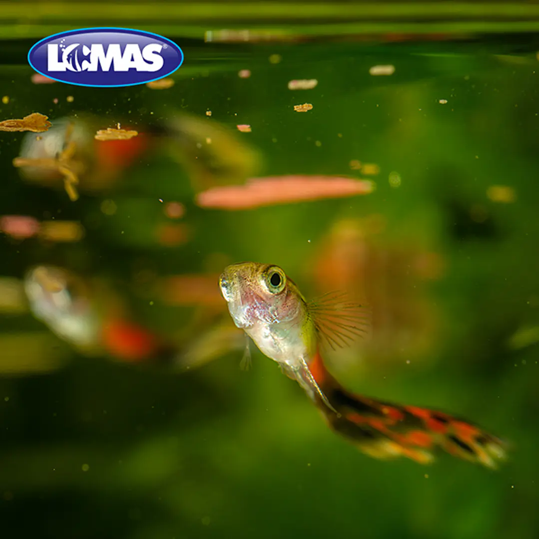 HOJUELAS BASICAS LOMAS 100 GR + 20% GRATIS 3