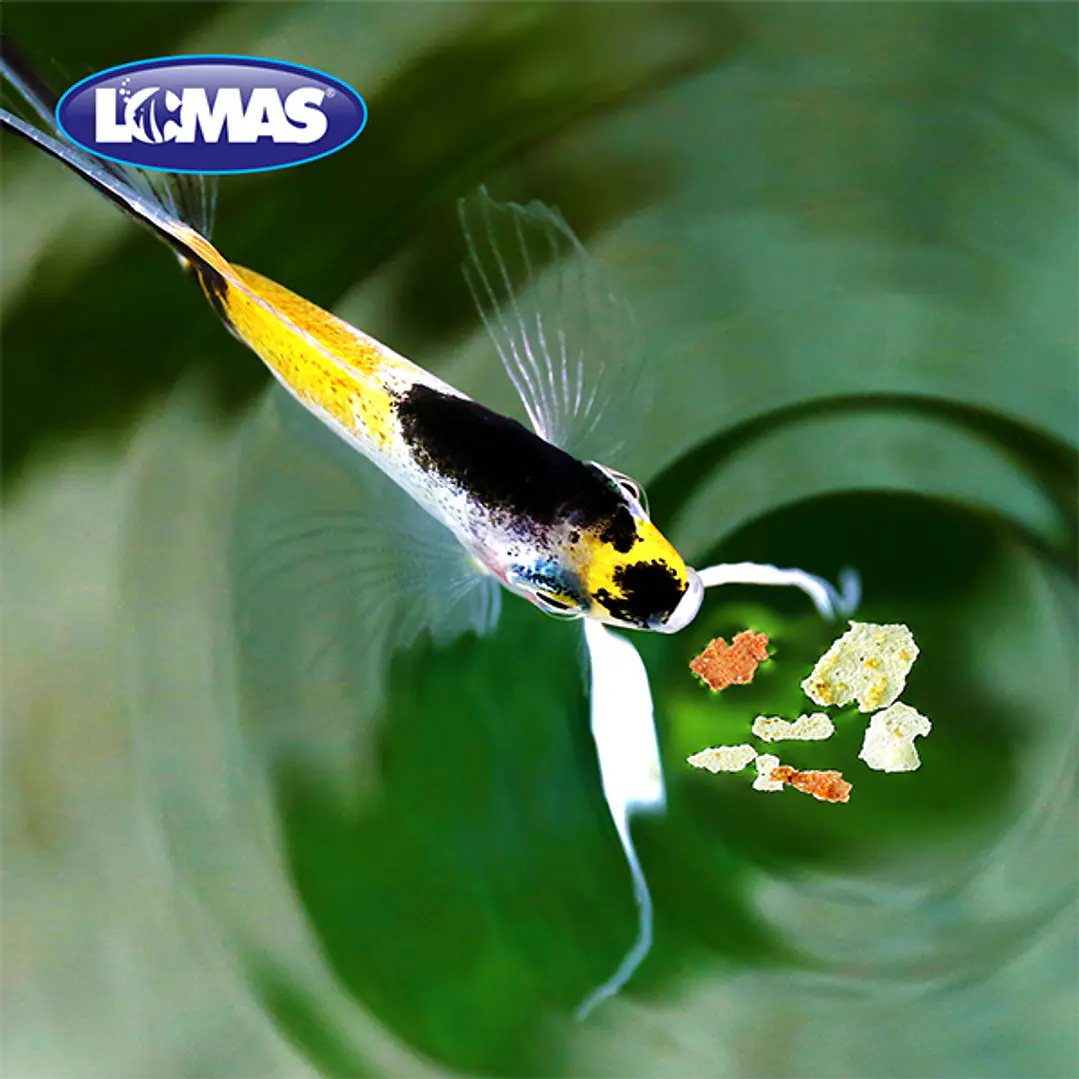 HOJUELAS BASICAS LOMAS 10 GR. 2