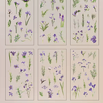 Stickers Natural Series 6 Láminas Botánicas