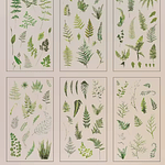 Stickers Natural Series 6 Láminas Botánicas