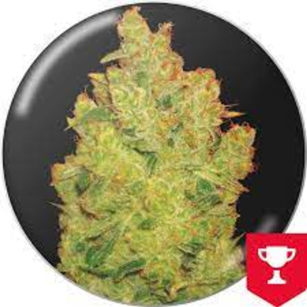 JACK LA MOTA FEM X3-MEDICAL SEEDS