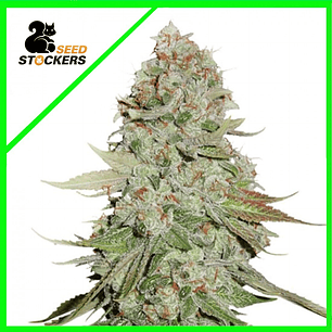 Gorilla Glue Auto x3 - Seedstockers 