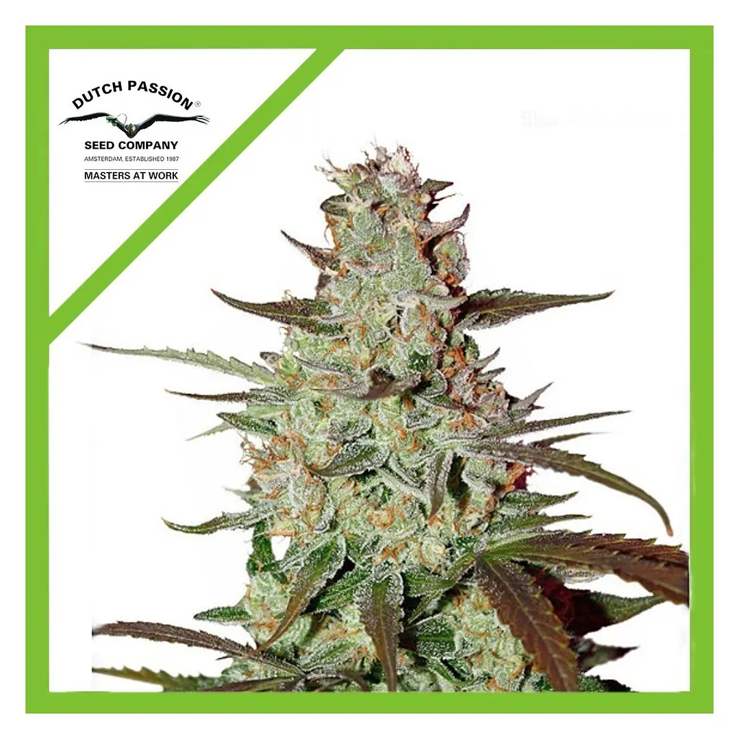 Blue Mazar Auto x3 - Dutch Passion 1