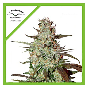 Blue Mazar Auto x3 - Dutch Passion