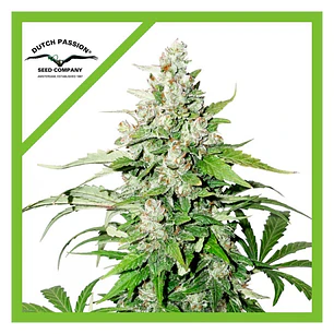 Cinderella Jack Auto x3 - Dutch Passion