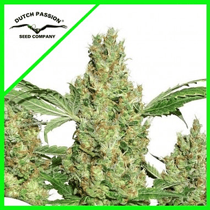 Power Plant Auto x3 - Dutch Passion