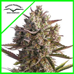 Promocion 2x1 Blueberry Auto x3 - Dutch Passion 