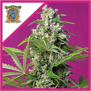 Gorilla Girl Fem x3+1 - Sweet Seeds