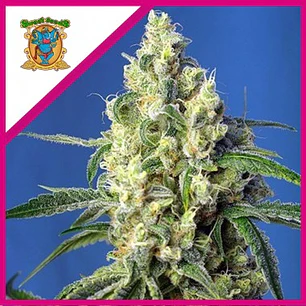 Green Poison Fem - Sweet Seeds