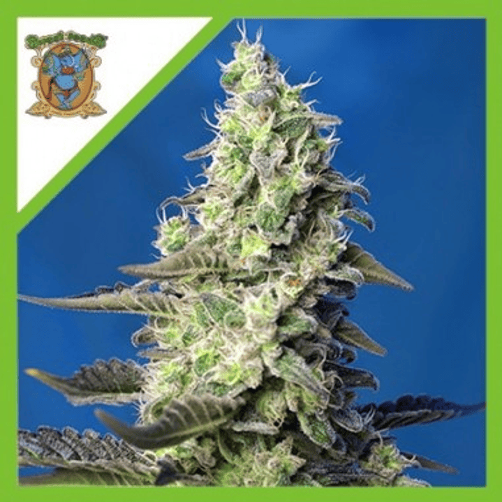 GREEN POISON XL AUTO X3+1 1