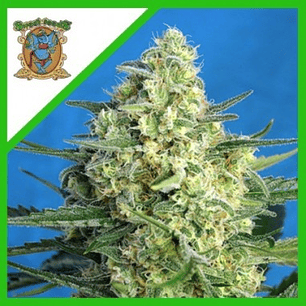 Jack 47 XL Auto Sweet Seeds | Auto XL sativa potente