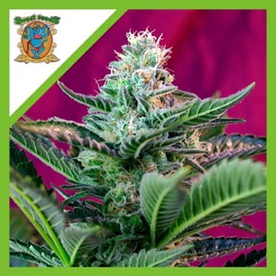 Mohan Ram Auto x3+1 - Sweet Seeds 