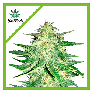 Lemon AK Auto - Fast Buds