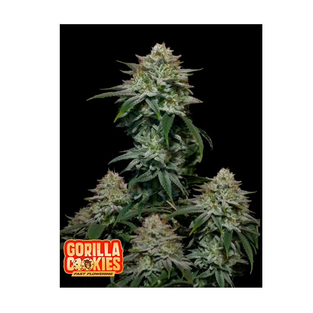 GORILLA COOKIES FAST FLOWERING FEM 3