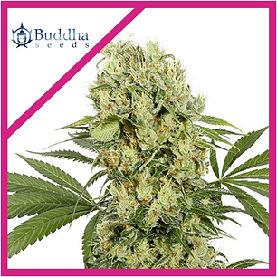 Medikit Fem x3 - Buddha Seeds