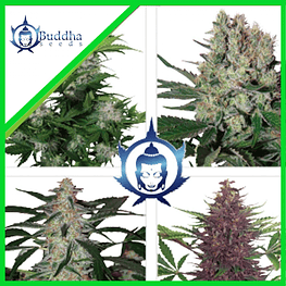 ASSORTED AUTO X10-BUDDHA SEEDS