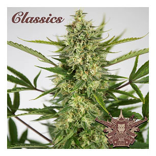 Buddha Auto AK – Potencia clásica y terpenos profundos 🌿🔥