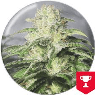 OG Kush CBD Fem x3 – Sabor limón y efecto terapéutico equilibrado – Medical Seeds 🌿✨