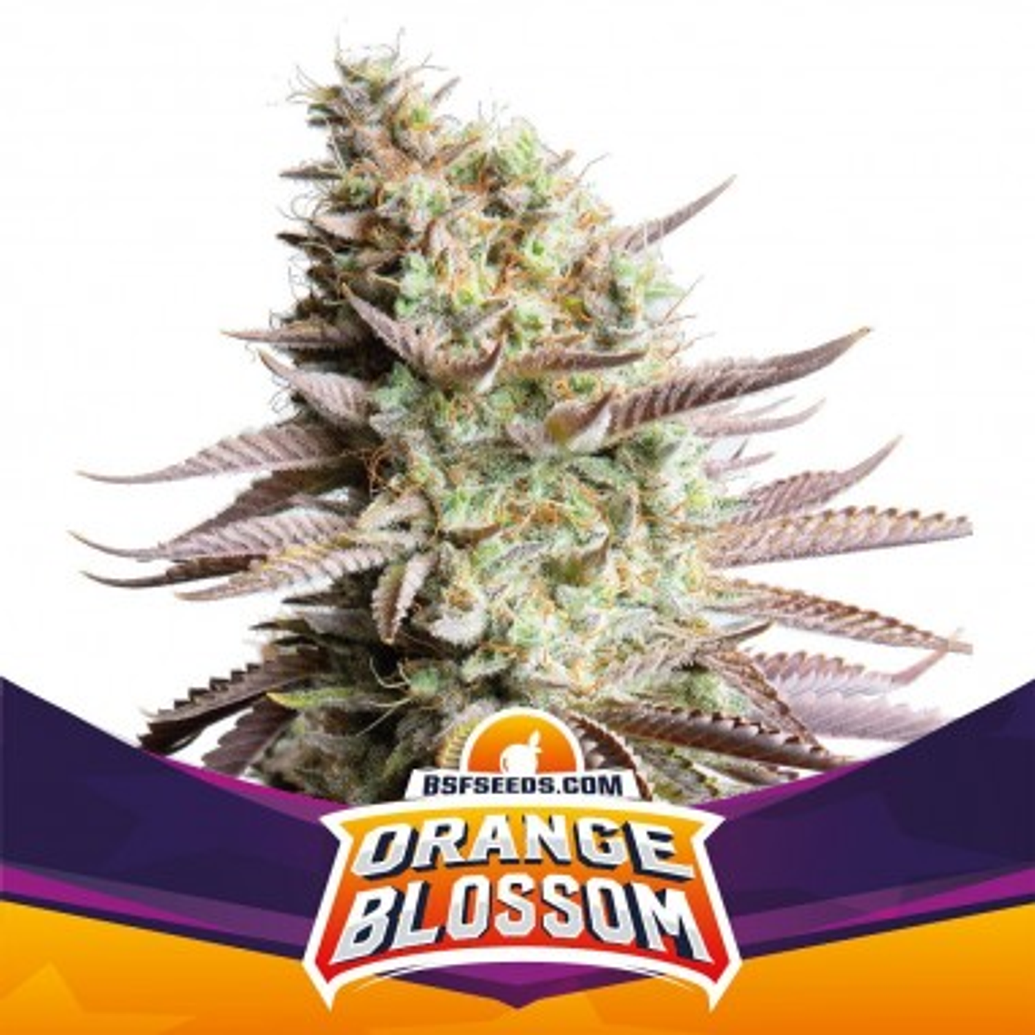 ORANGE BLOSSOM XXL AUTO  1