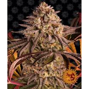 🌿 Blue Sunset Sherbert™ – productora, resinosa y potente | Barney’s Farm