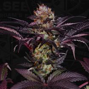French Macaron - Gelato 33 x2 Th.seeds