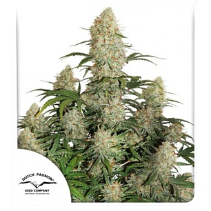 Critical Orange Punch Auto x3 – Sabor tropical, potencia equilibrada y cosechas XXL 🍊💥 - Dutch Passion