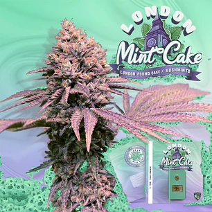 London Mint Cake x2 Th.seeds