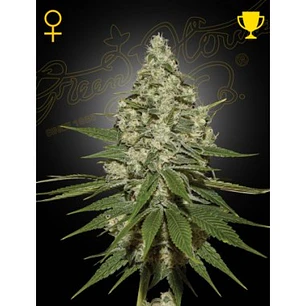 Super Lemon Haze Fem x3 - Green House