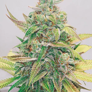 Strawberry Cake CBD Fem x3 – CBD alto y sabor dulce a fresa – Medical Seeds 🍓🌿