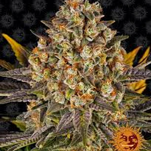 🍌 Banana Punch – productora, aromática y equilibrada | Barney’s Farm