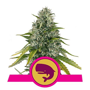 Royal Moby Fem x3 - RQS