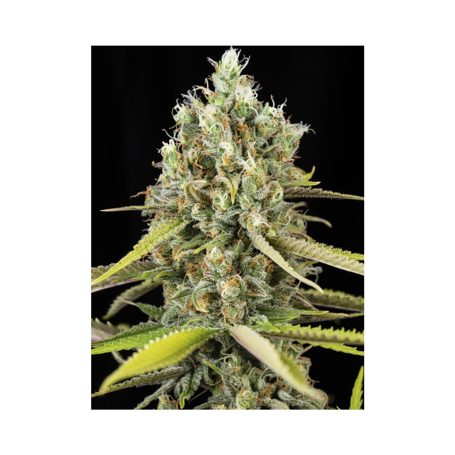 Lemon King Fem x3 - Eva Seeds