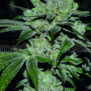 Gorilla Glue x Sour Diesel Fem x3 – Potencia USA y sabor fuel intenso 🌿🔥