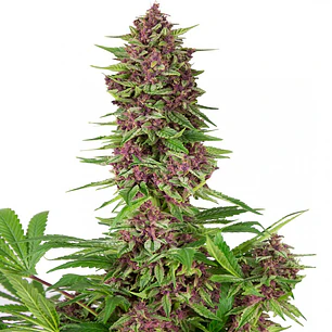 Buddha Purple Kush – Color morado intenso, resina abundante y efecto relajante 💜🌿