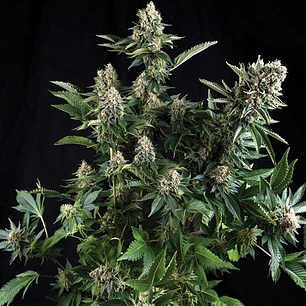 White widow auto (x3) +1 - Pyramid Seeds