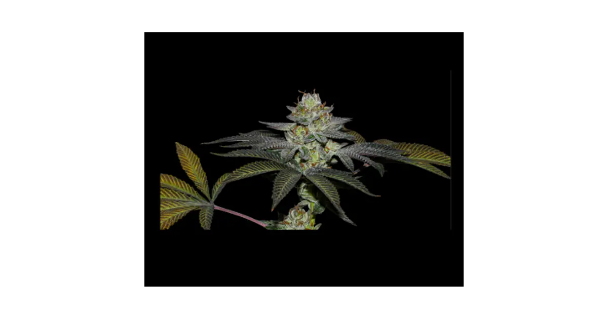 🥥 Coco Nutty x Fruity Pebbles OG - Secret File